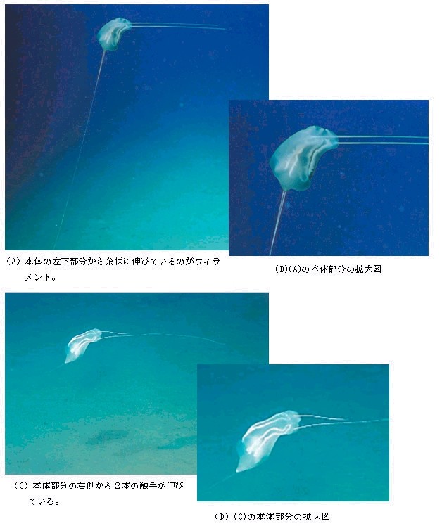             .   ,    , -     ( JAMSTEC)
