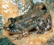   Nyctibatrachus minimus,  ,      ( S.D. Biju et al.).