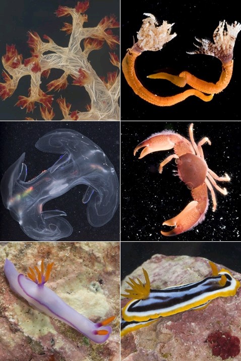   .     :  ,    Sabellida, ,  ,     Nudibranchia ( BBC).