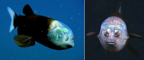        ,   .  ,  Macropinna microstoma   ( MBARI).