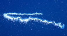   MBARI ,         (  ).  ,      ,     . Macropinna microstoma   ,  .           ( MBARI).